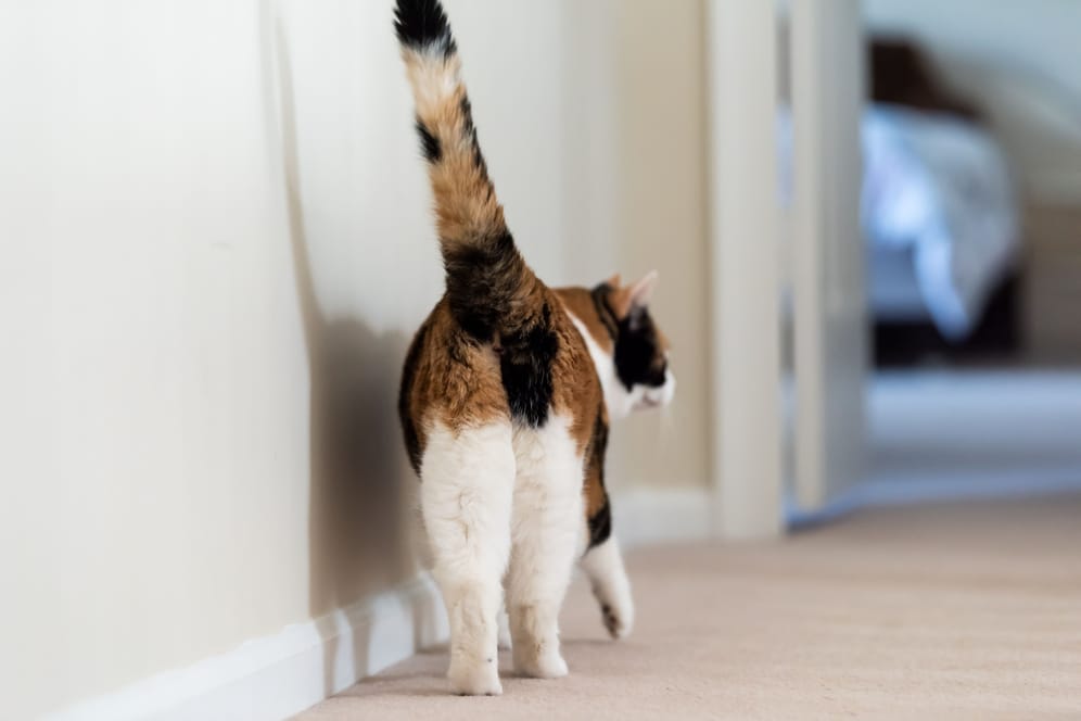Seltsames Verhalten: Warum zeigen uns Katzen beim Streicheln so gerne ihr Hinterteil?