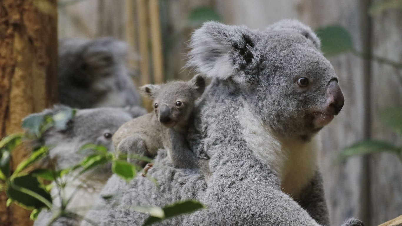 Kleiner Koala im Duisburger Zoo