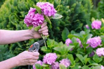 Hortensien schneiden im Frühjahr: Bauernhortensien, sind frostempfindlich und sollten deshalb nicht im Winter geschnitten werden.