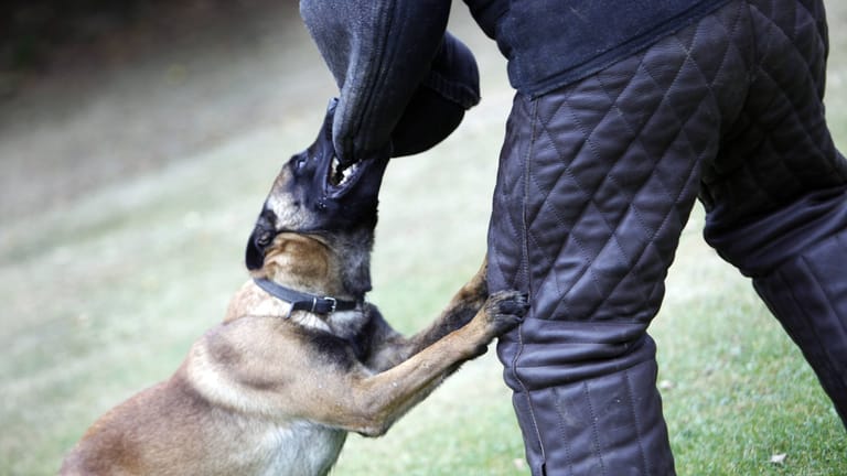 Polizeischutzhund beim Training auf einem Übungsplatz: Das "Scharfmachen" der Tiere basiert laut Peta auf Gewaltausübung.