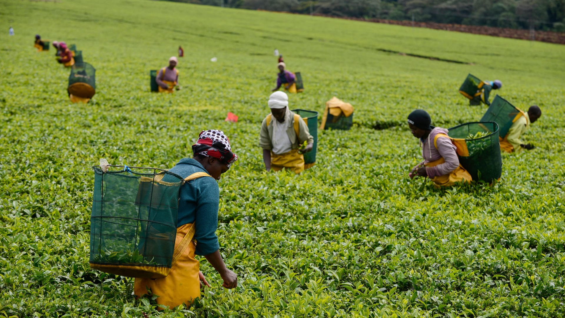 Arbeiterinnen auf einer Plantage in Kenia (Symbolbild): Frauen sprachen erstmals über den sexuellen Missbrauch.