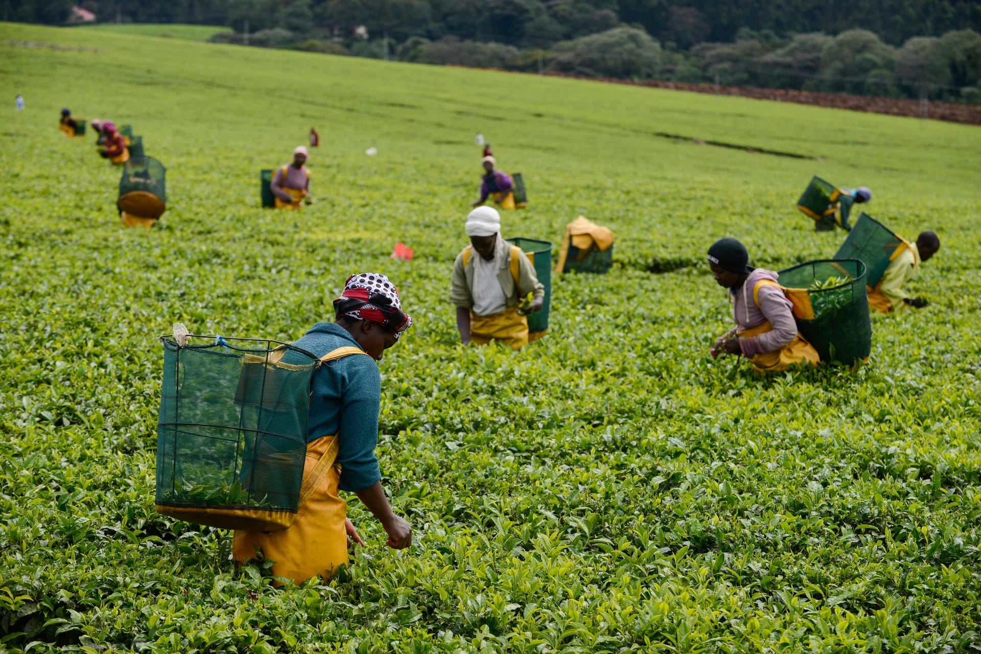 Arbeiterinnen auf einer Plantage in Kenia (Symbolbild): Frauen sprachen erstmals über den sexuellen Missbrauch.