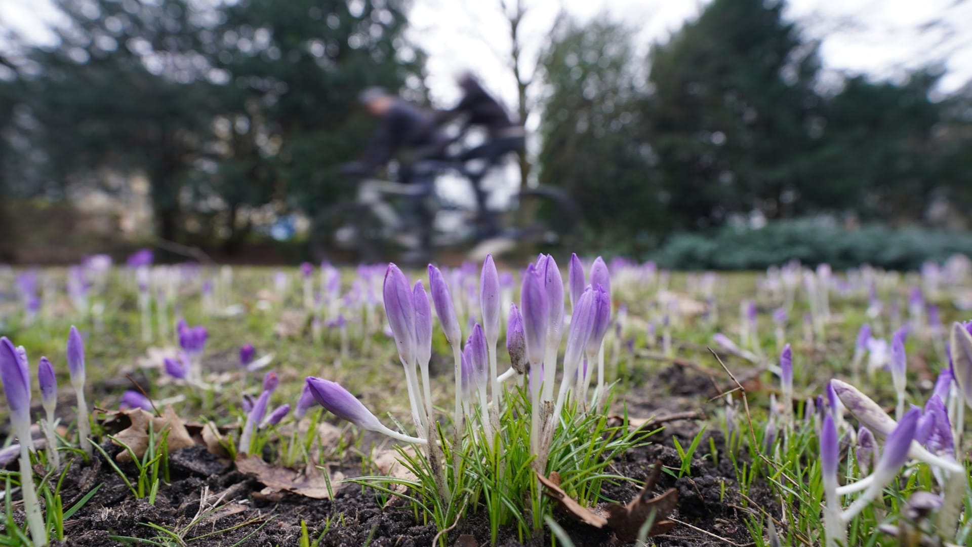 Krokusse Krokusse