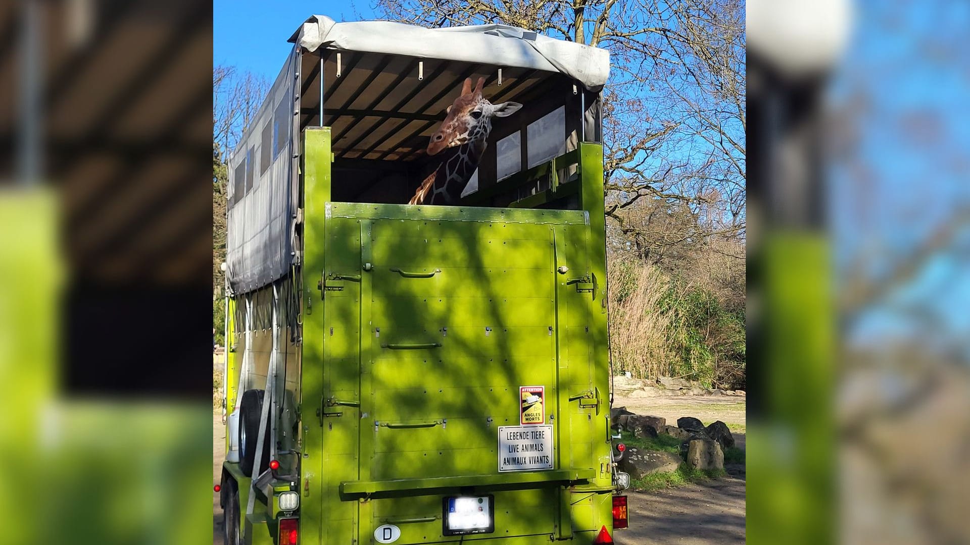 Neue Netzgiraffe für die Wilhelma: Das Bild zeigt Lindani im Anhänger des Spezialtransports auf dem Weg nach Stuttgart. Neue Netzgiraffe für die Wilhelma: Das Bild zeigt Lindani im Anhänger des Spezialtransports auf dem Weg nach Stuttgart.