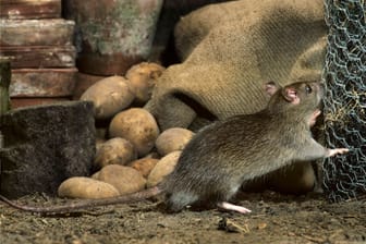 Gemeine Ratte im Keller