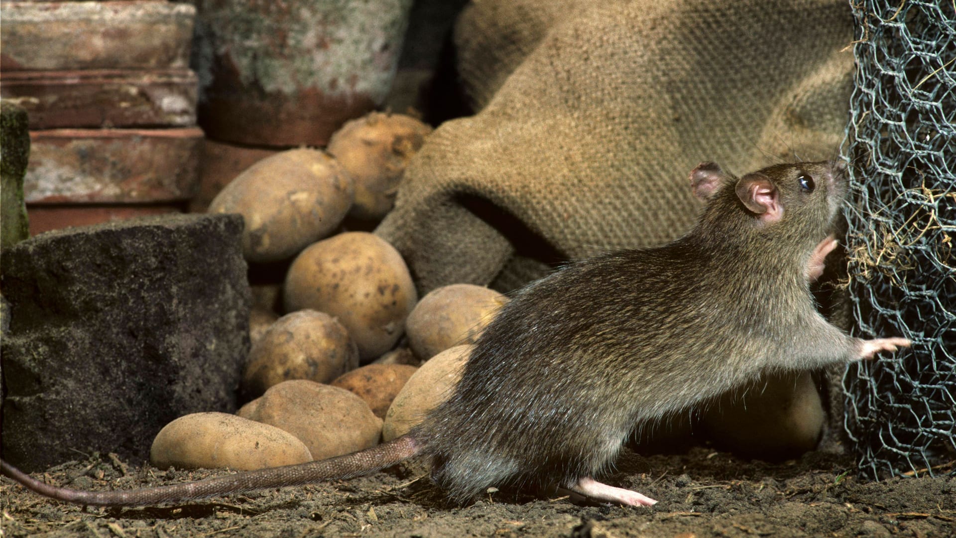 Gemeine Ratte im Keller