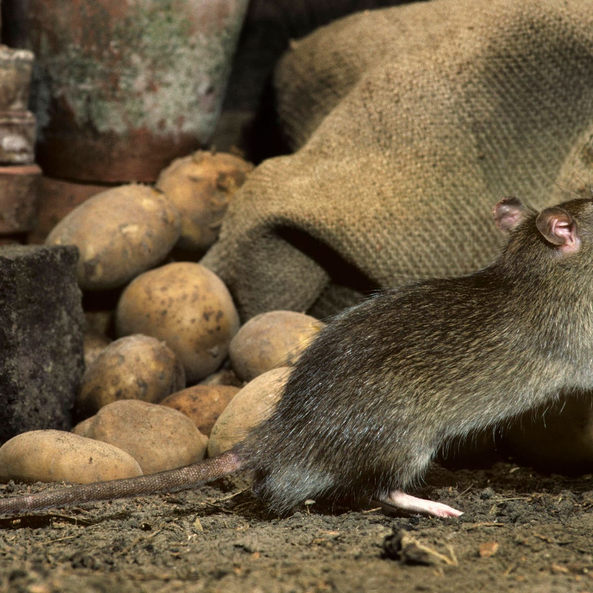 Was macht Essig mit Ratten?