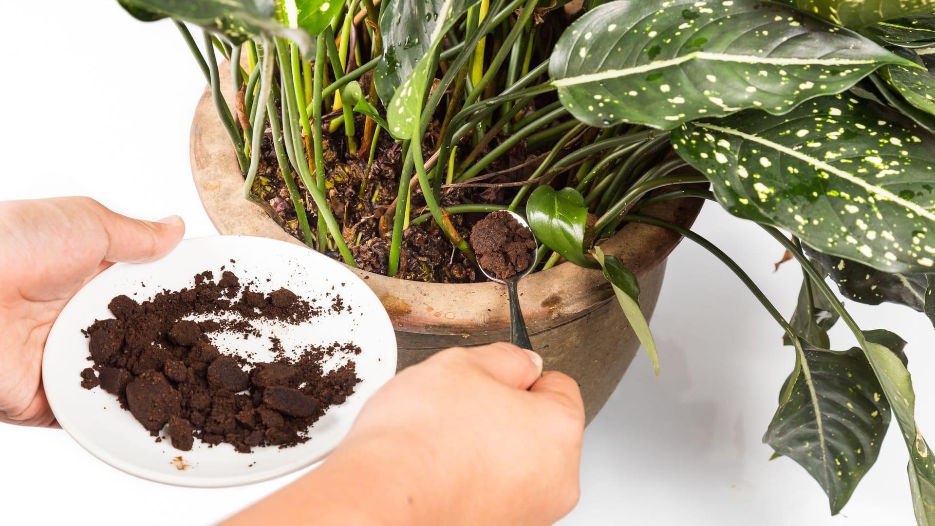 Der Geruch des Kaffeesatzes hält hartnäckige Schädlinge fern.