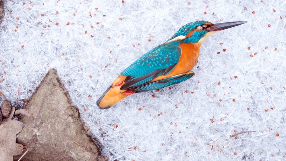 Ein erfrorener Eisvogel auf einer Eisdecke in Hessen: Die Art gilt nicht als bedroht, doch auch ihr macht der Mensch das Leben durch verschmutzte Gewässer, Verbauung und Ruhestörung schwer.