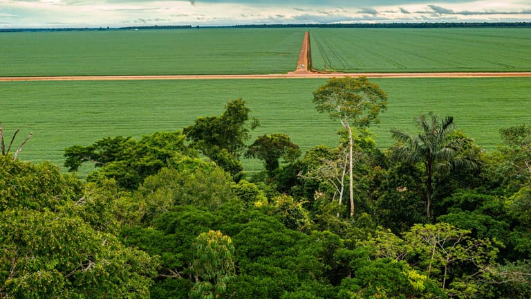 Vorne Regenwald, hinten Soja: Riesige Plantagen nahe der brasilianischen Stadt Sinop im Bundesstaat Mato Grosso. Von hier stammt der Großteil der Sojaexporte des Landes.