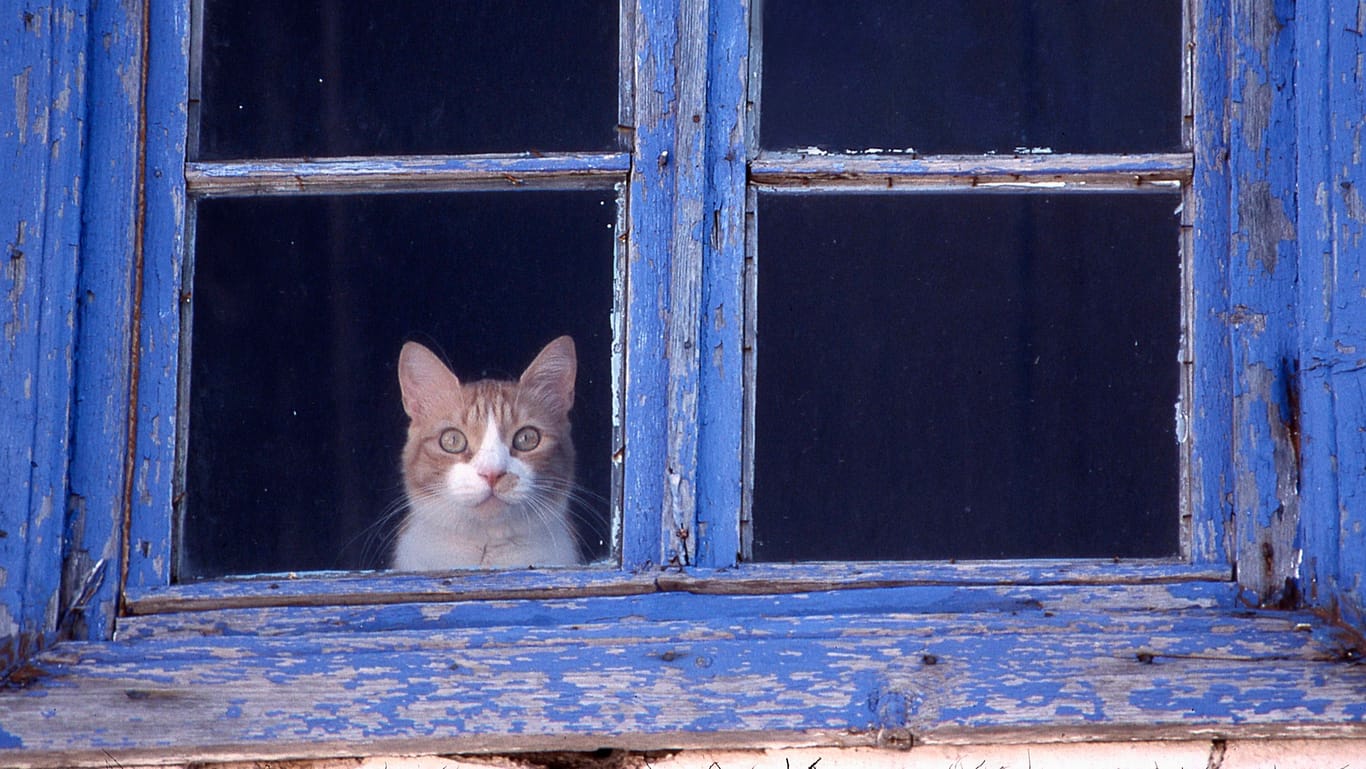 Von April bis August gilt Ausgangssperre: Eine Katze schaut aus dem Fenster.