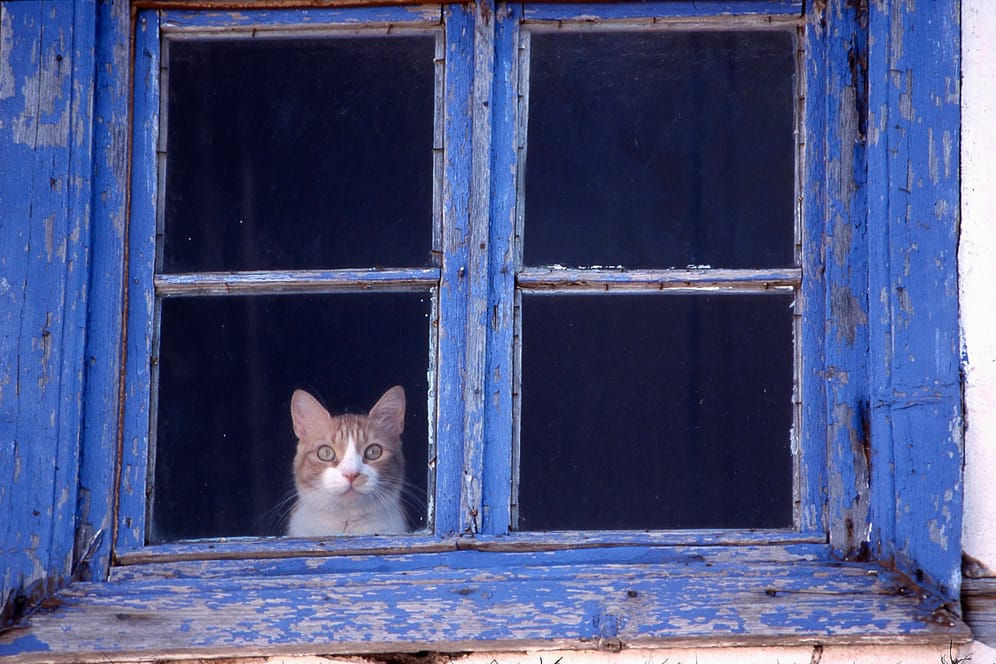 Von April bis August gilt Ausgangssperre: Eine Katze schaut aus dem Fenster.