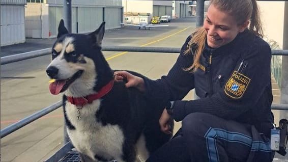 Die Nürnberger Polizei hat einen ausgerissenen Husky eingefangen - und sucht nun nach dessen Besitzer.