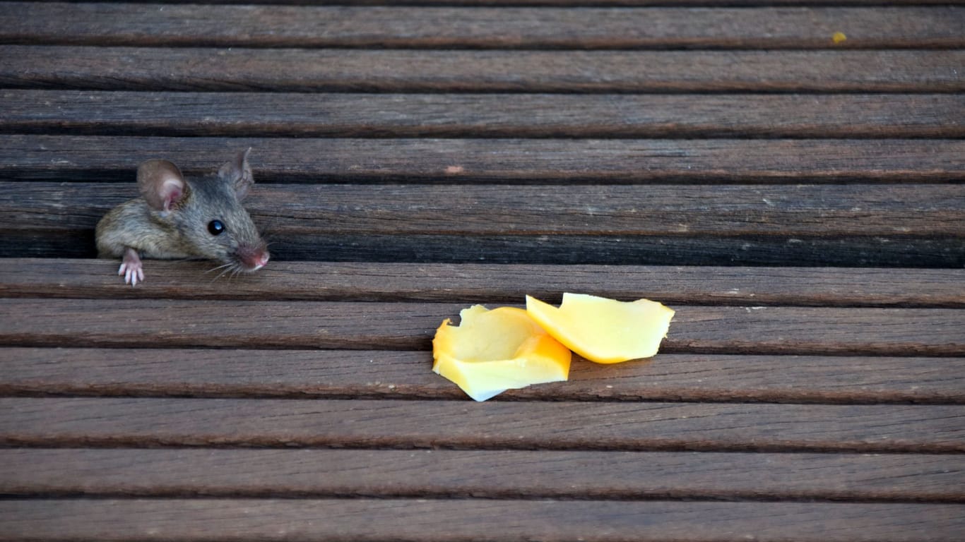 Mäuse von der Terrasse vertreiben: Die kleinen Schädlinge werden häufig von Essen angelockt.