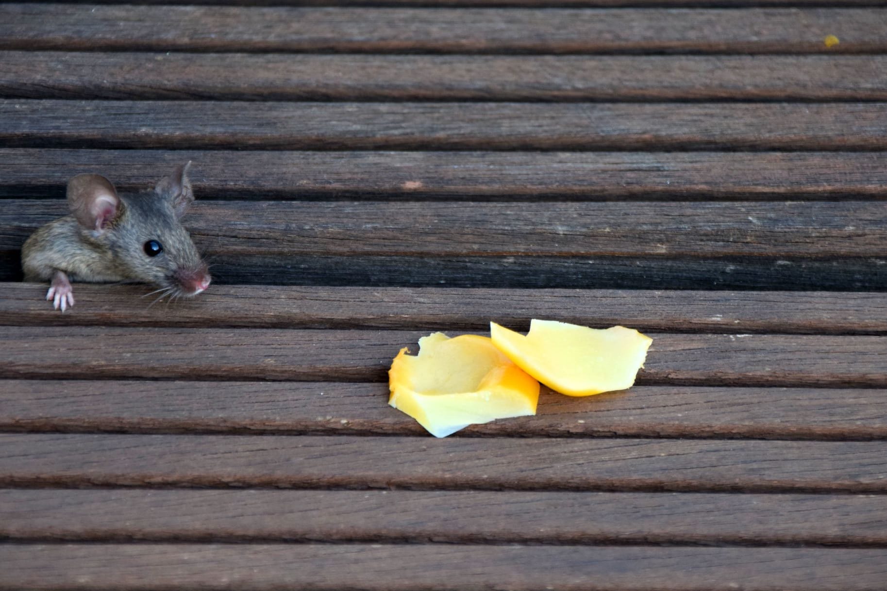 Mäuse von der Terrasse vertreiben: Die kleinen Schädlinge werden häufig von Essen angelockt.