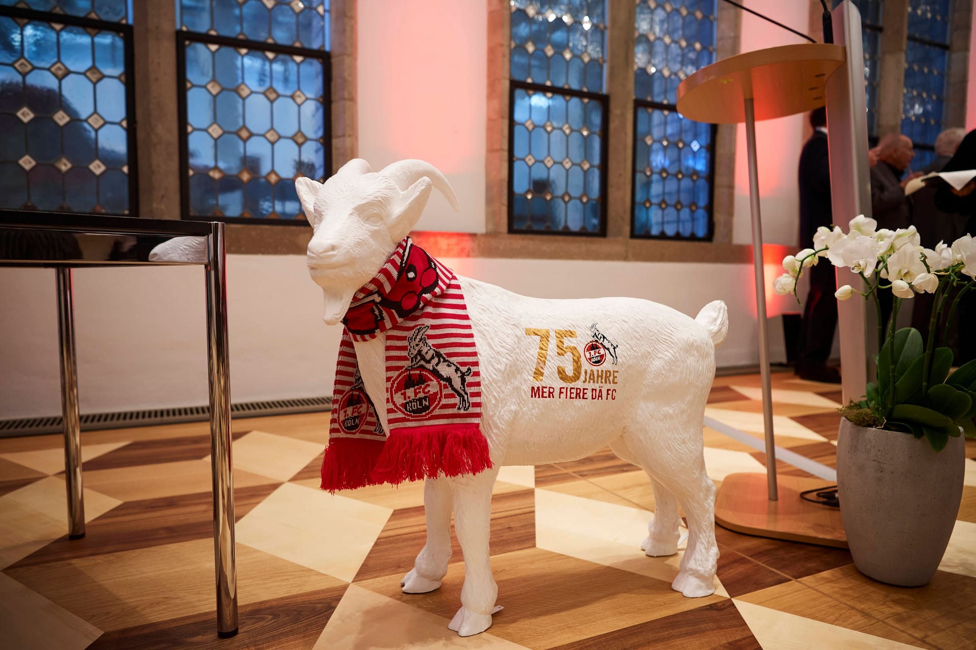 Eine Figur von Geißbock Hennes steht im Historischen Rathaus: Der 1. FC Köln hat sein 75. Jubiläum gefeiert.