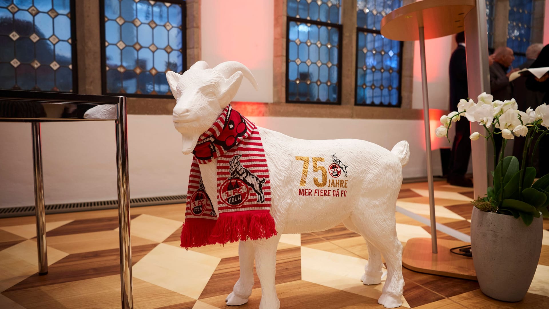 Eine Figur von Geißbock Hennes steht im Historischen Rathaus: Der 1. FC Köln hat sein 75. Jubiläum gefeiert.