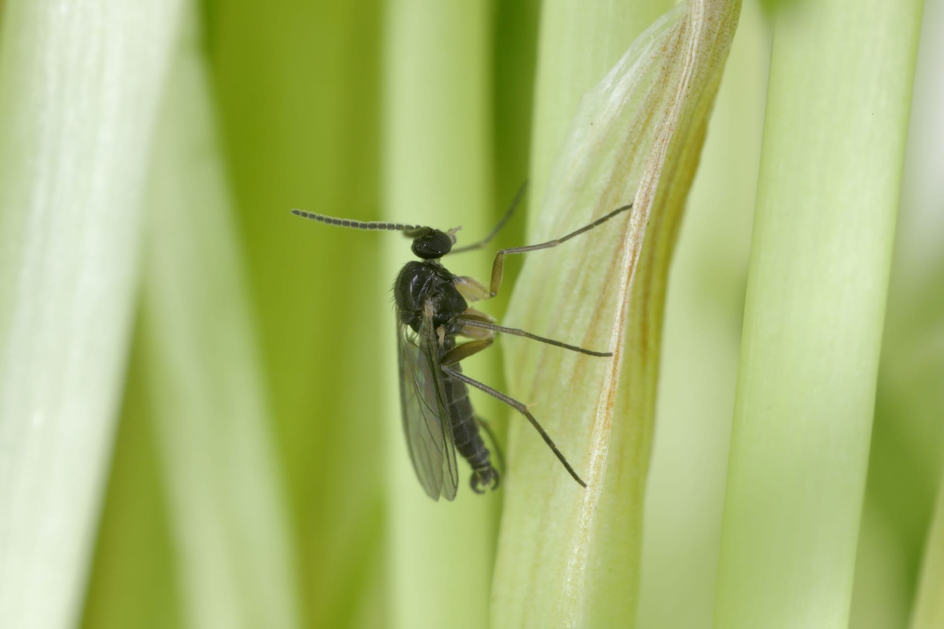 Schädlingsbefall bekämpfen: Gartenpflanzen bringen die Schädlinge oft ins Haus.