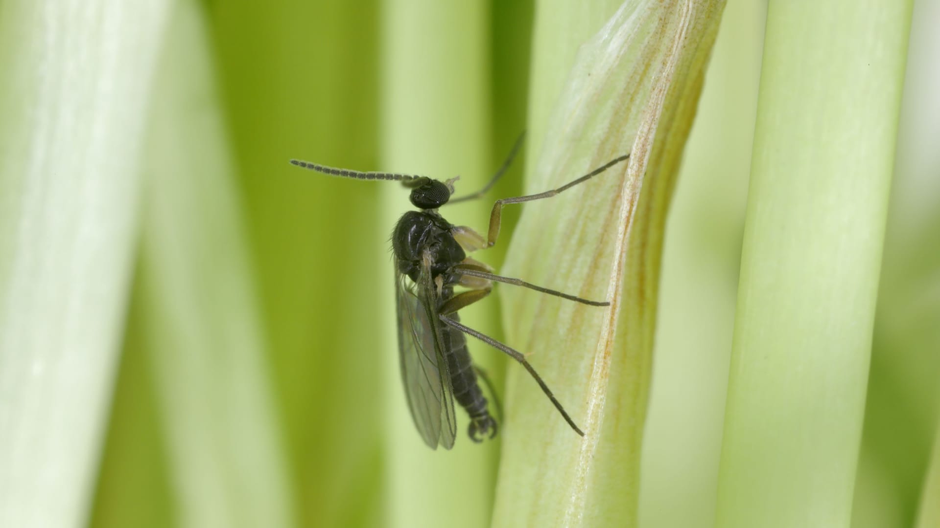 Schädlingsbefall bekämpfen: Gartenpflanzen bringen die Schädlinge oft ins Haus.