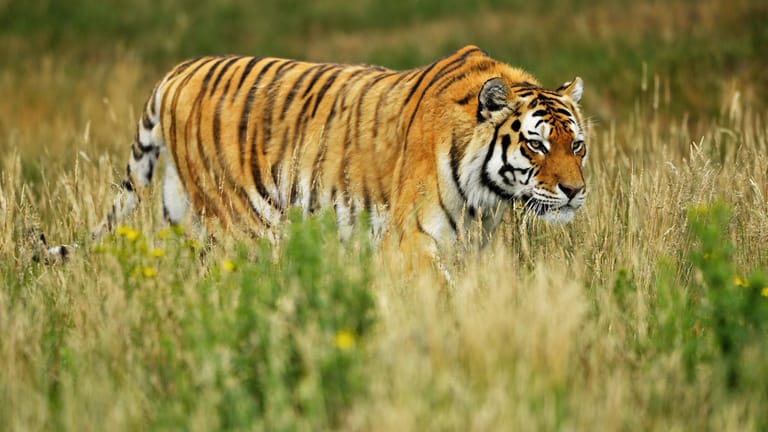 Ein Sibirischer Tiger (Archiv): In der Region Chabarowsk soll ein Jäger getötet worden sein.