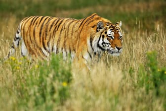 Ein Sibirischer Tiger (Archiv): In der Region Chabarowsk soll ein Jäger getötet worden sein.