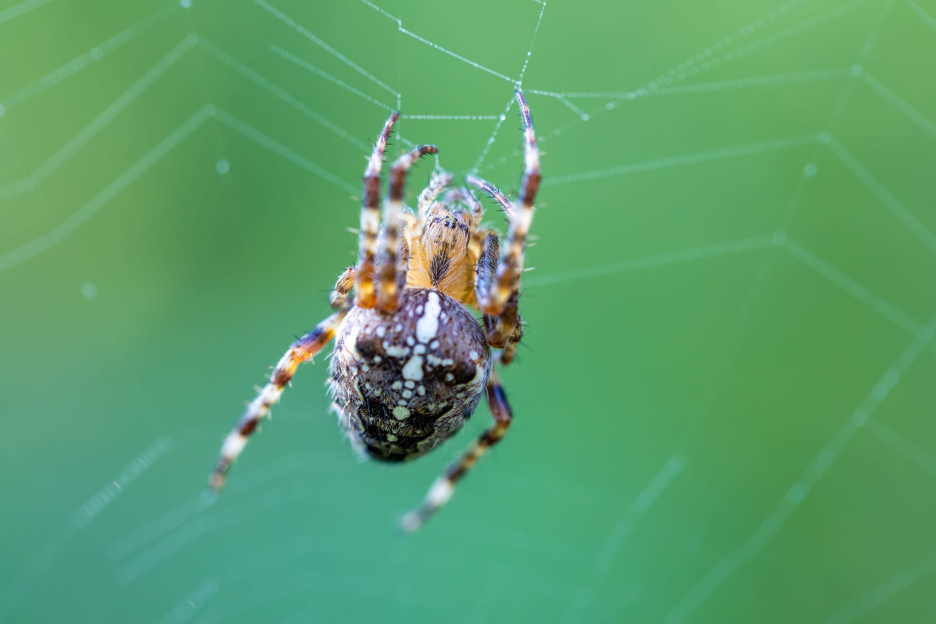 Gefährlicher Schädlingsbekämpfer: Ist die Gartenkreuzspinne wirklich giftig für den Menschen?