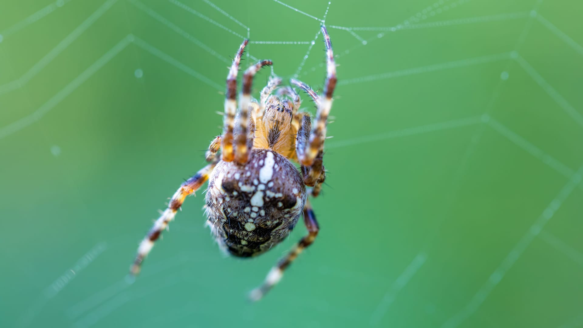 Gefährlicher Schädlingsbekämpfer: Ist die Gartenkreuzspinne wirklich giftig für den Menschen?