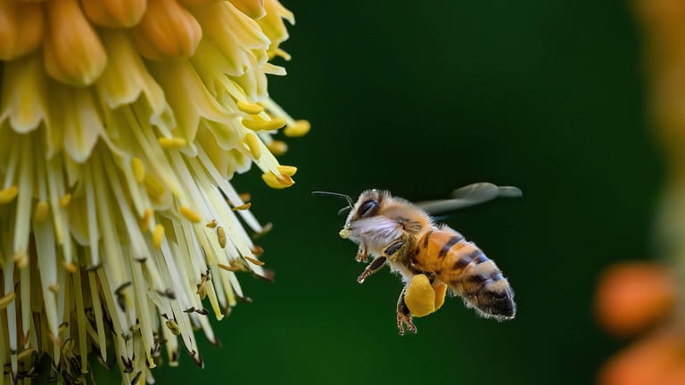 Eine Honigbiene Landeanflug: Das Bienensterben bereitet vielen Sorge, ist aber nur ein Teil des fortschreitenden Massensterbens in der Tierwelt.