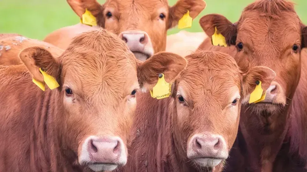 BSE-Fall in den Niederlanden: Das Fleisch des betroffenen Rinds sei nicht in die Nahrungskette gelangt.