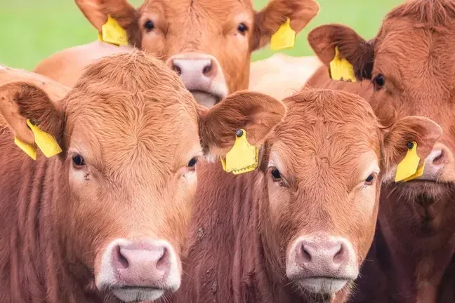 BSE-Fall in den Niederlanden: Das Fleisch des betroffenen Rinds sei nicht in die Nahrungskette gelangt.