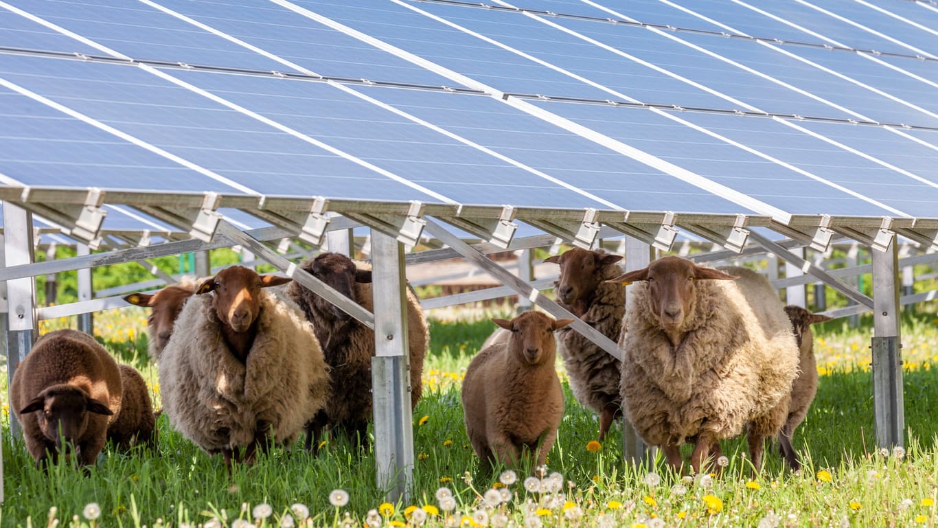 Eine Photovolaikanlage auf einer Schafweide in Bayern: Gerade ländliche Gebiete holen beim Zubau von Solaranlagen auf.