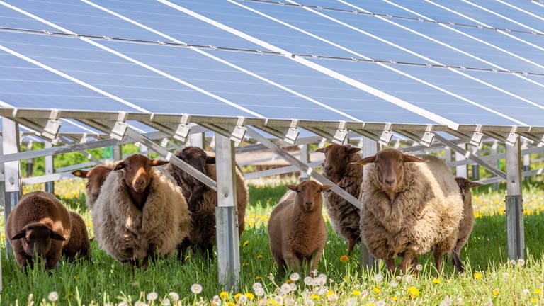Eine Photovolaikanlage auf einer Schafweide in Bayern: Gerade ländliche Gebiete holen beim Zubau von Solaranlagen auf.