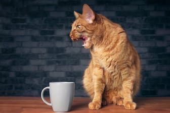 Katzen vertreiben mit Kaffeesatz: Der bittere Geruch hält die unerwünschten Besucher tierfreundlich fern.