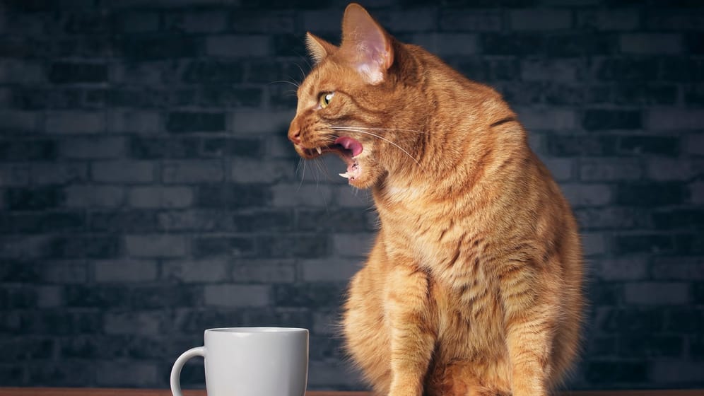 Katzen vertreiben mit Kaffeesatz: Der bittere Geruch hält die unerwünschten Besucher tierfreundlich fern.