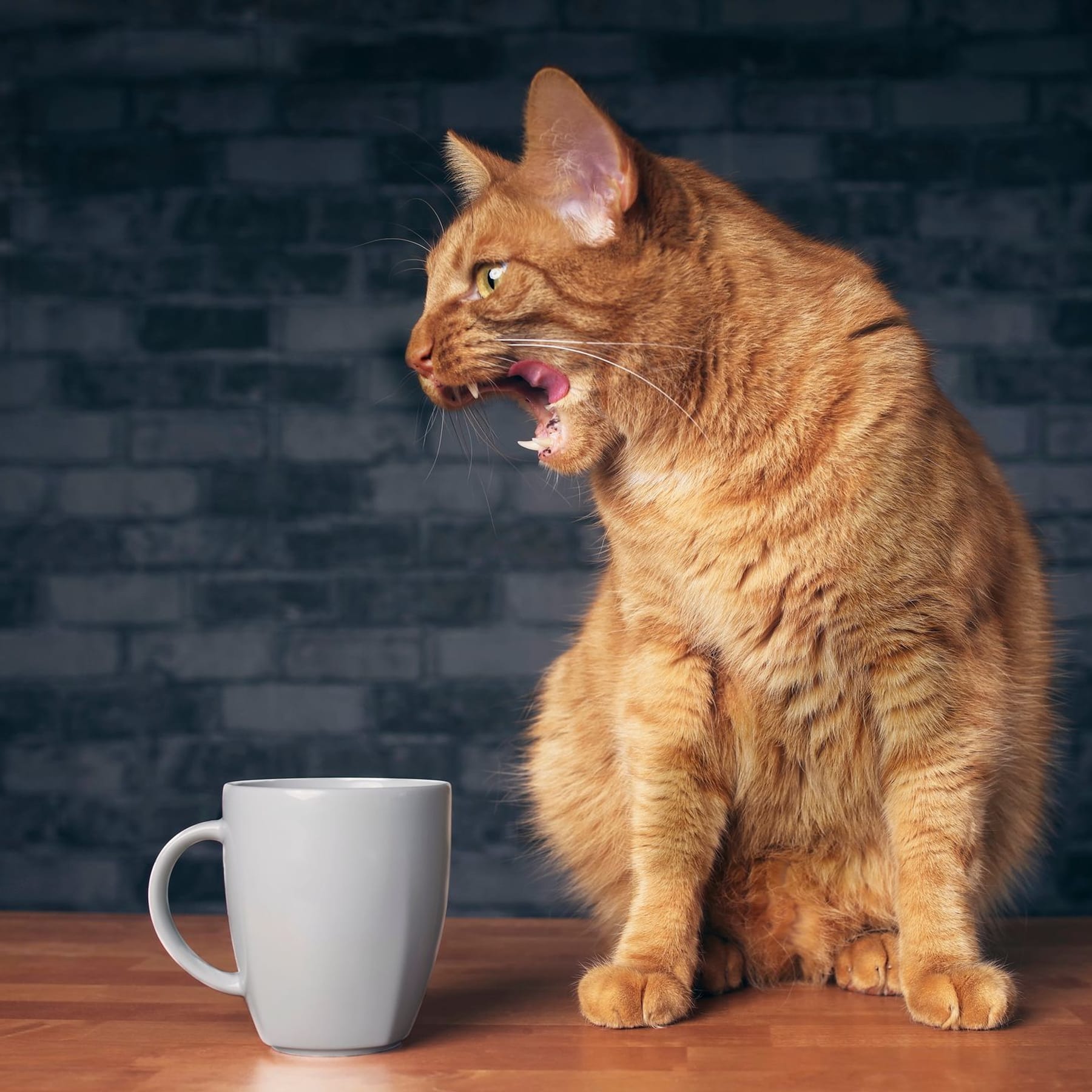 Kaffeesatz effektiv gegen Katzen und Schnecken einsetzen