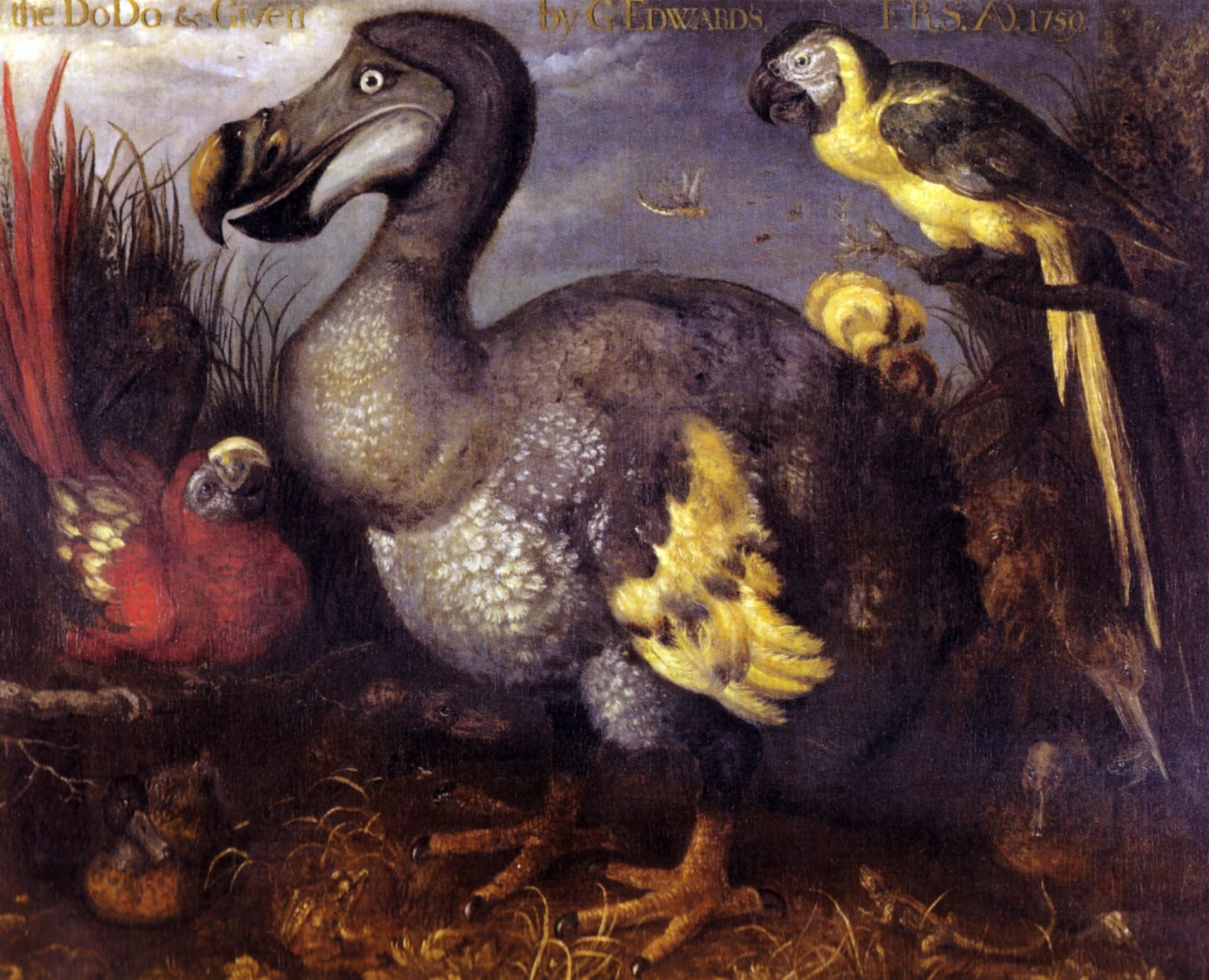Zeitgenössische Darstellung eines Dodo aus den späten 1620er-Jahren: Damals war der Vogel noch nicht ausgestorben.