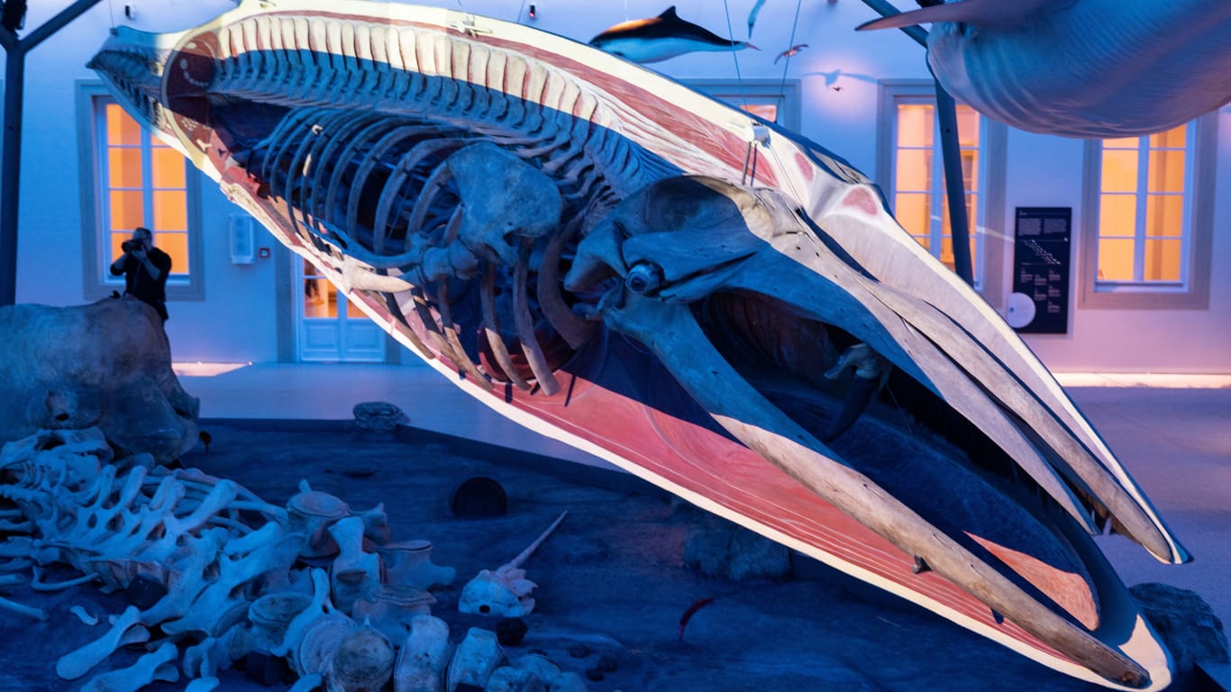 Ausstellung im Naturkundemuseum Stuttgart: Das Bild zeigt ein original Seiwalskelett, auf das ein Querschnittmodell aufgebaut wurde im neu gestalteten Meeressaal