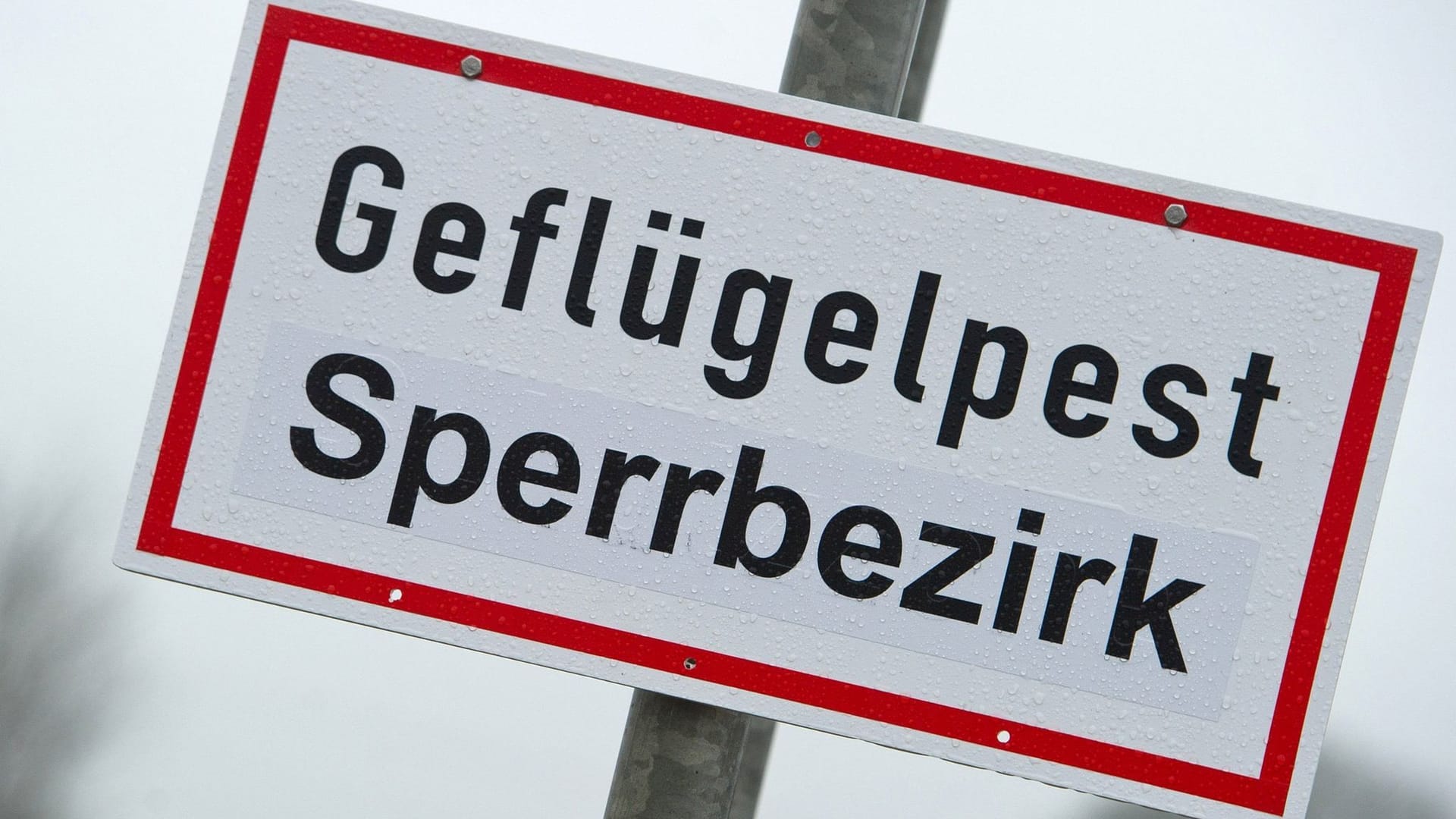 Ein Schild mit der Aufschrift "Geflügelpest Sperrbezirk" (Symbolfoto): Als Konsequenz dürfen unter anderem keine Erzeugnisse noch Futtermittel verkauft werden. Ein Schild mit der Aufschrift "Geflügelpest Sperrbezirk" (Symbolfoto): Als Konsequenz dürfen unter anderem keine Erzeugnisse noch Futtermittel verkauft werden.