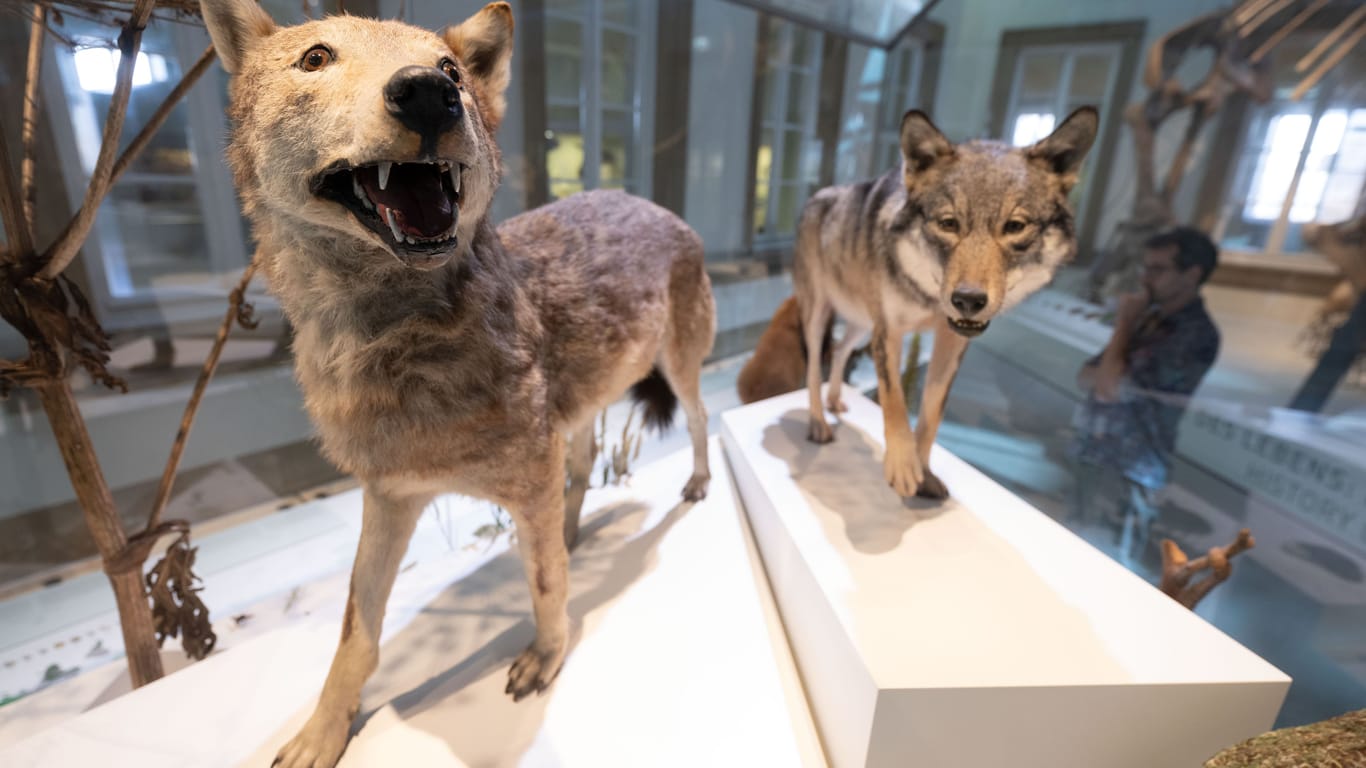 Das Präparat des laut Museum letzten sicheren Wolfsbelegs aus Württemberg und das Präparat des laut Museum ersten Wolfes, der wieder durch Württemberg streifte.