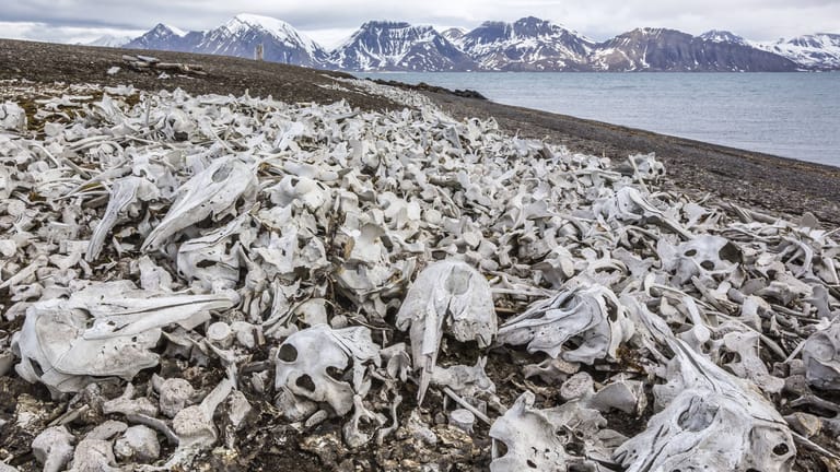 Skelettreste zahlreicher Beluga-Wale, die Walfänger im norwegischen Svalbard zurückgelassen haben: