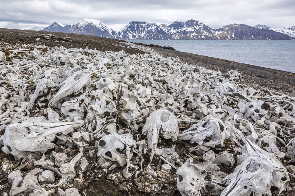 Skelettreste zahlreicher Beluga-Wale, die Walfänger im norwegischen Svalbard zurückgelassen haben: