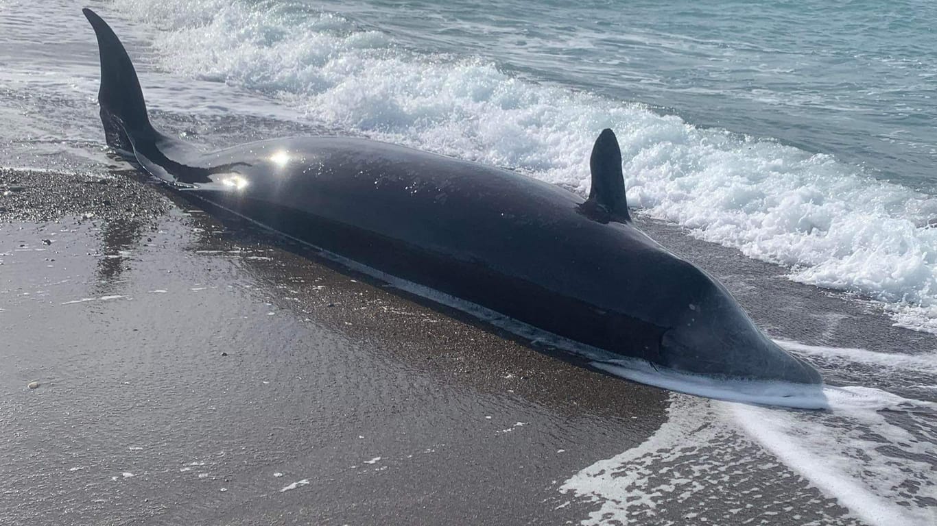 Ein toter Schnabelwal an Zyperns Küste: Die Tiere kommen normalerweise selten in Küstennähe.