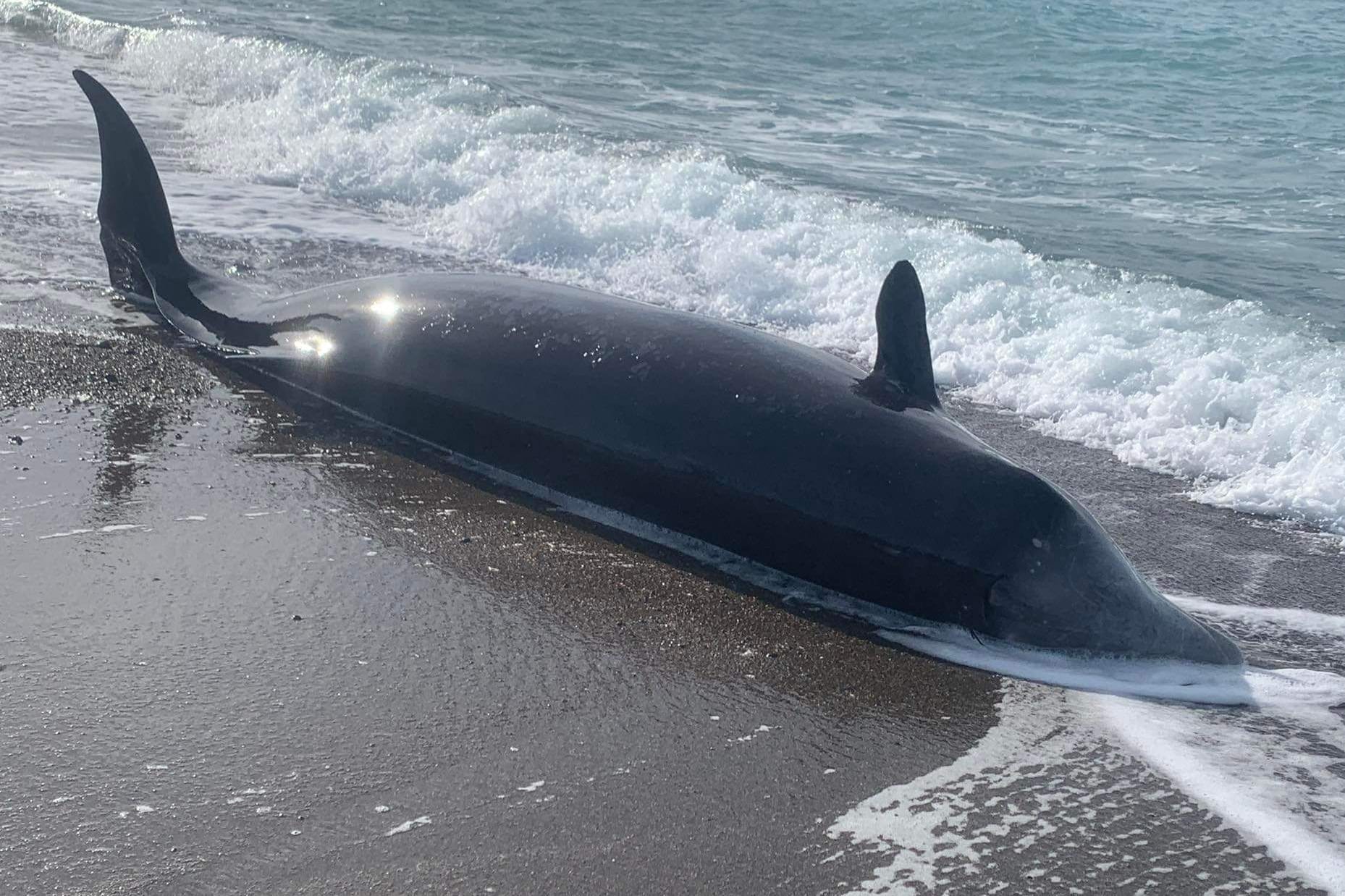 Ein toter Schnabelwal an Zyperns Küste: Die Tiere kommen normalerweise selten in Küstennähe.