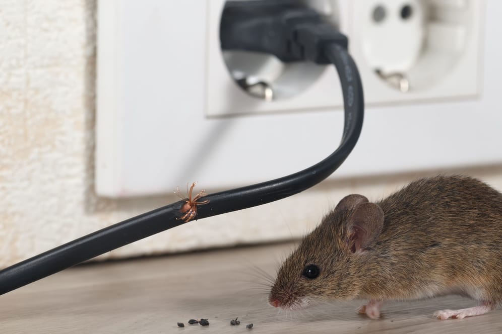 Mäuse mit Essig vertreiben: Das Hausmittel ist für die kleinen Nagetiere ungefährlich.