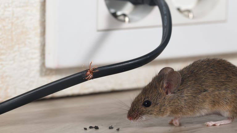 Mäuse mit Essig vertreiben: Das Hausmittel ist für die kleinen Nagetiere ungefährlich.