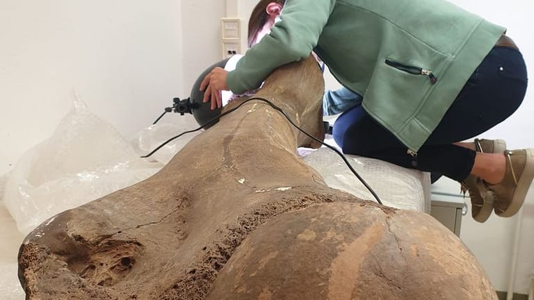 Prof. Dr. Sabine Gaudzinski-Windheuser untersucht den Oberschenkelknochen eines Waldelefanten.