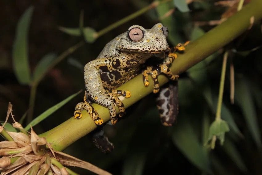 Tolkien-Frosch: Bislang wurde nur ein Exemplar der Gattung entdeckt.