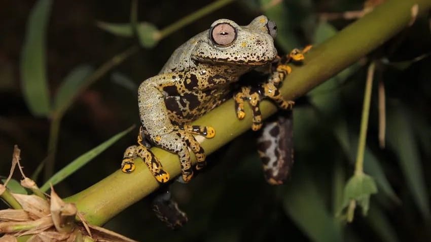 Tolkien-Frosch: Bislang wurde nur ein Exemplar der Gattung entdeckt.