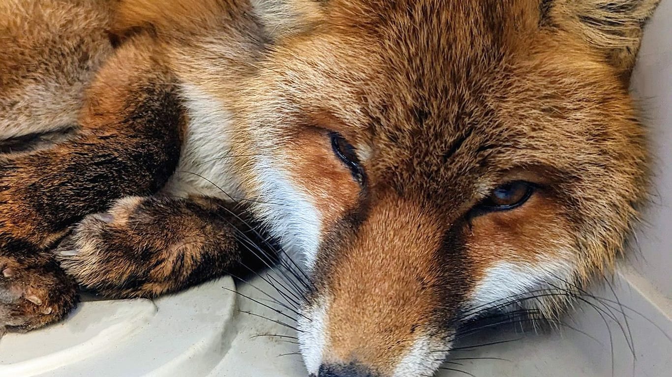 Ganz schön erschöpft: Der gerettete Fuchs wurde dem Tierschutzverein übergeben.