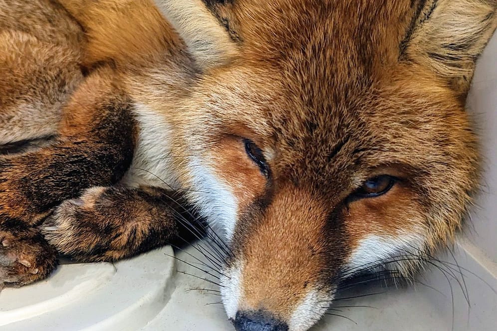 Ganz schön erschöpft: Der gerettete Fuchs wurde dem Tierschutzverein übergeben.